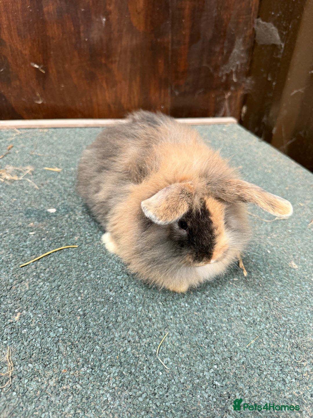 Mini Lion Lop rabbits for sale: Stunning coloured mini lion lops - Image 2