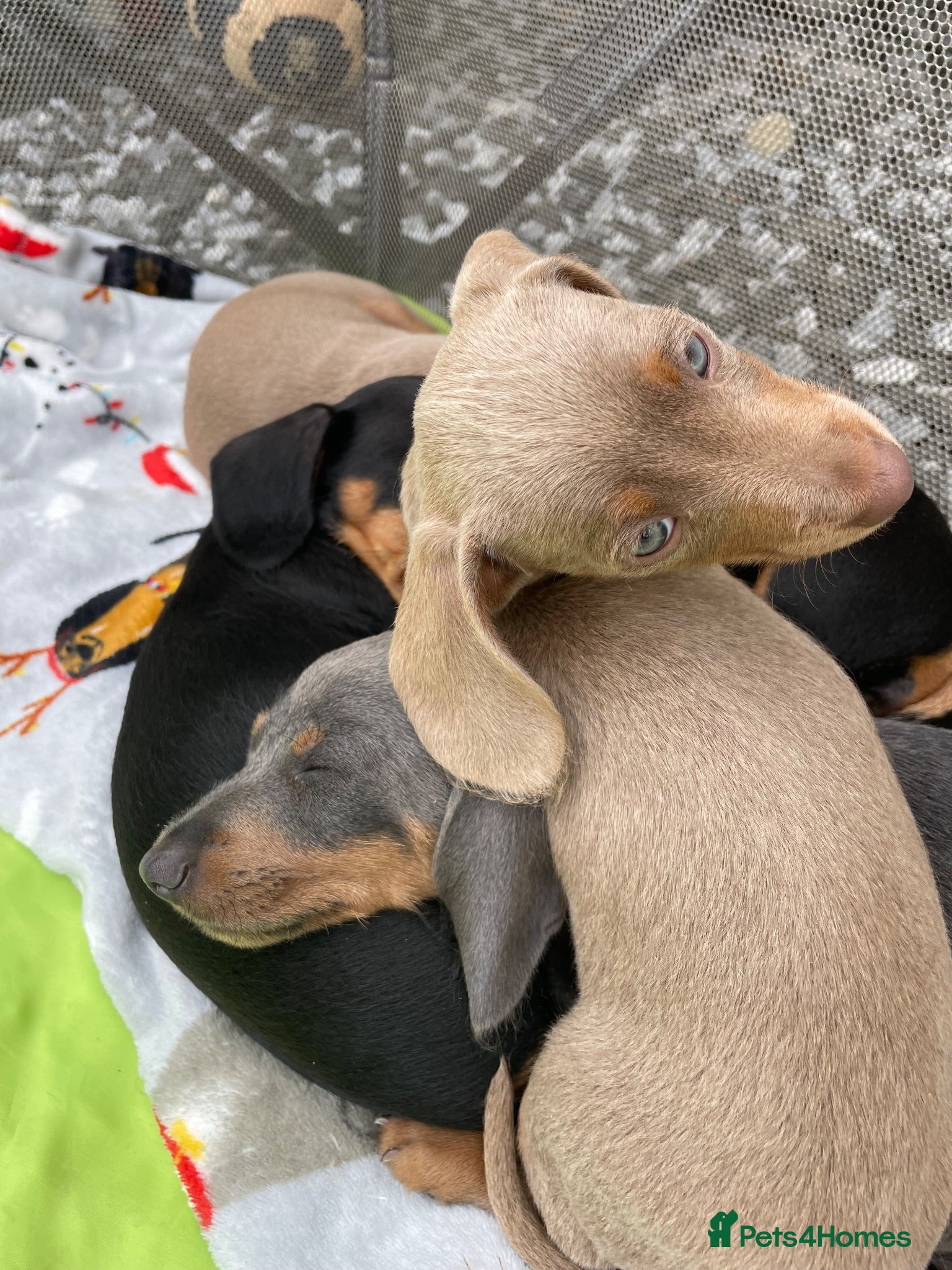 Dachshund dogs Miniature Dachshund Puppies - Stunning Litter - Advert 2