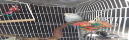 Budgerigars birds for sale: Bonded Pair Of Budgies in Newbury - Advert 2