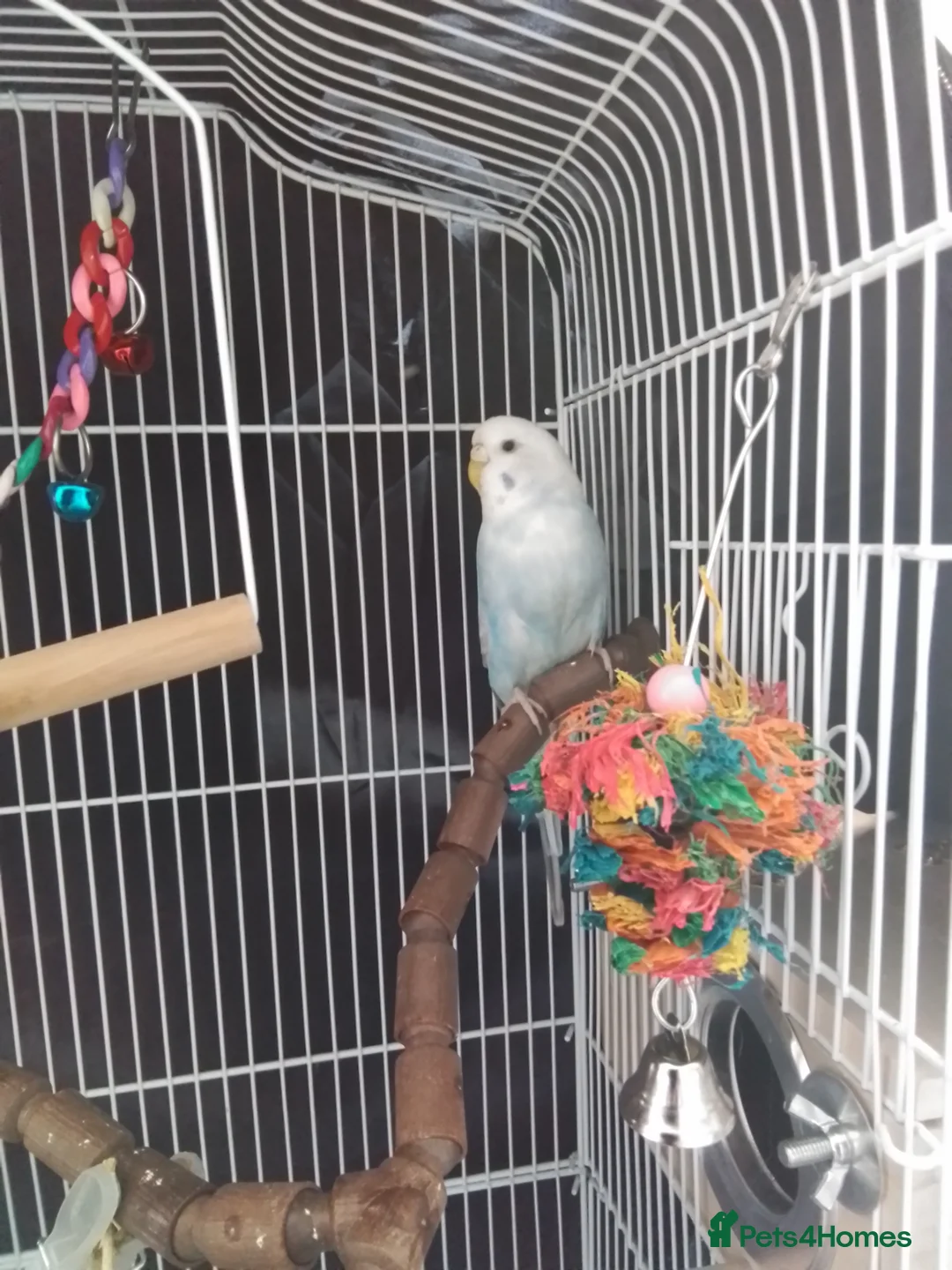 Budgerigars birds for sale: Bonded Pair Of Budgies in Newbury - Advert 2