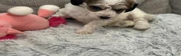 Australian Labradoodle dogs for sale: Update price and videos puppys ready 25/7 - Advert 28