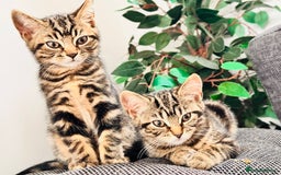 Mixed Breed cats for sale: 1 male, 1 female kittens  - Image 1