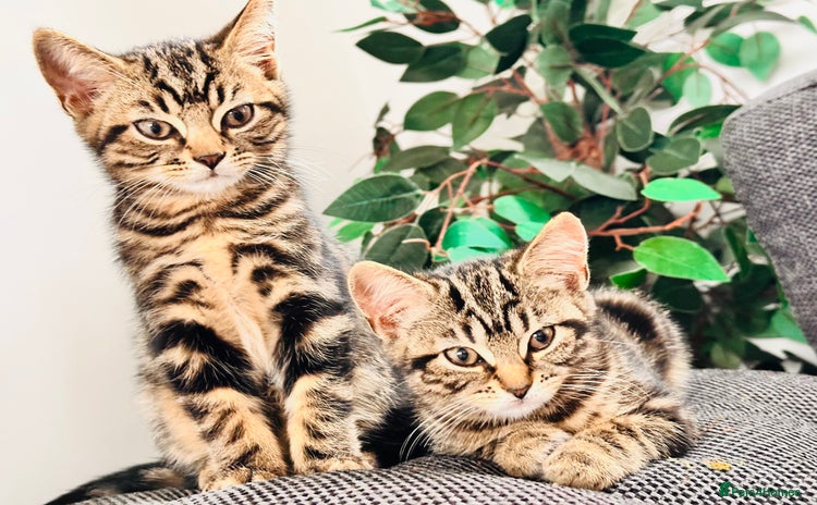 Mixed Breed cats - Advert 1