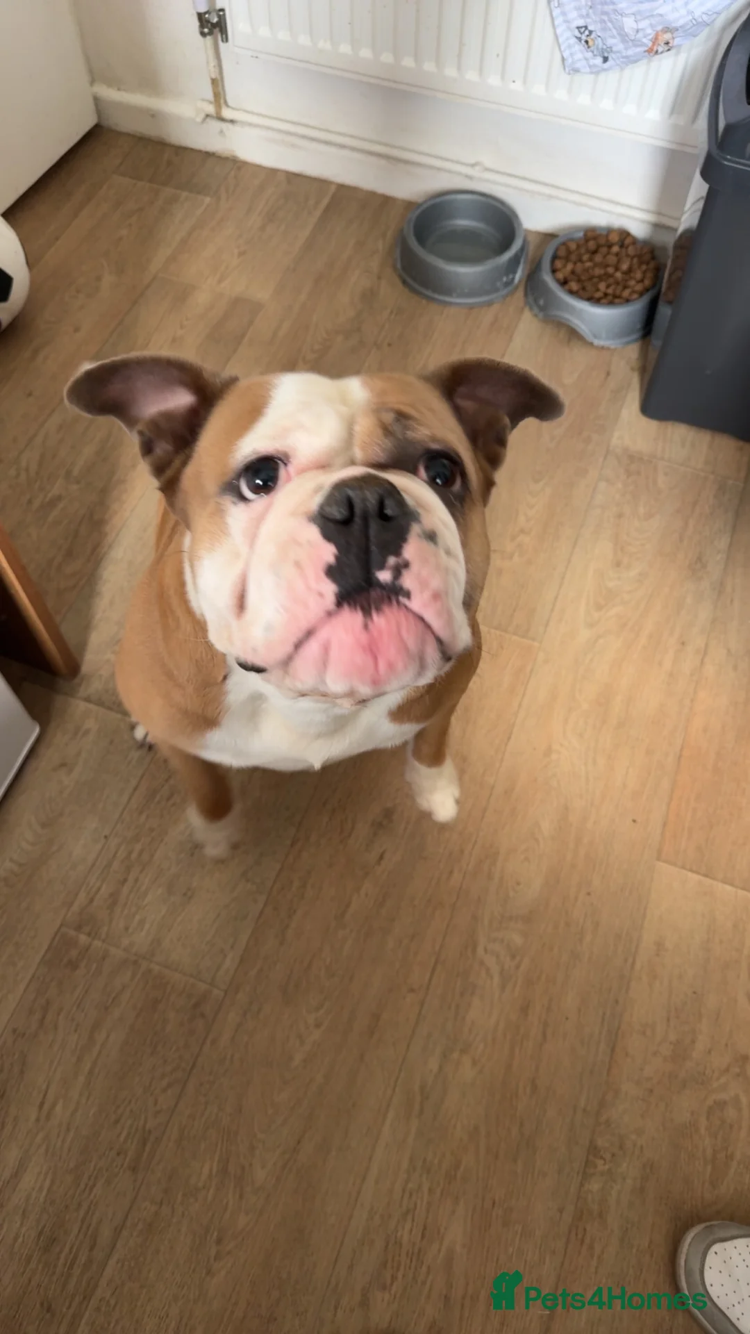 Olde English Bulldogge dogs for sale: Old English bulldog  - Advert 2