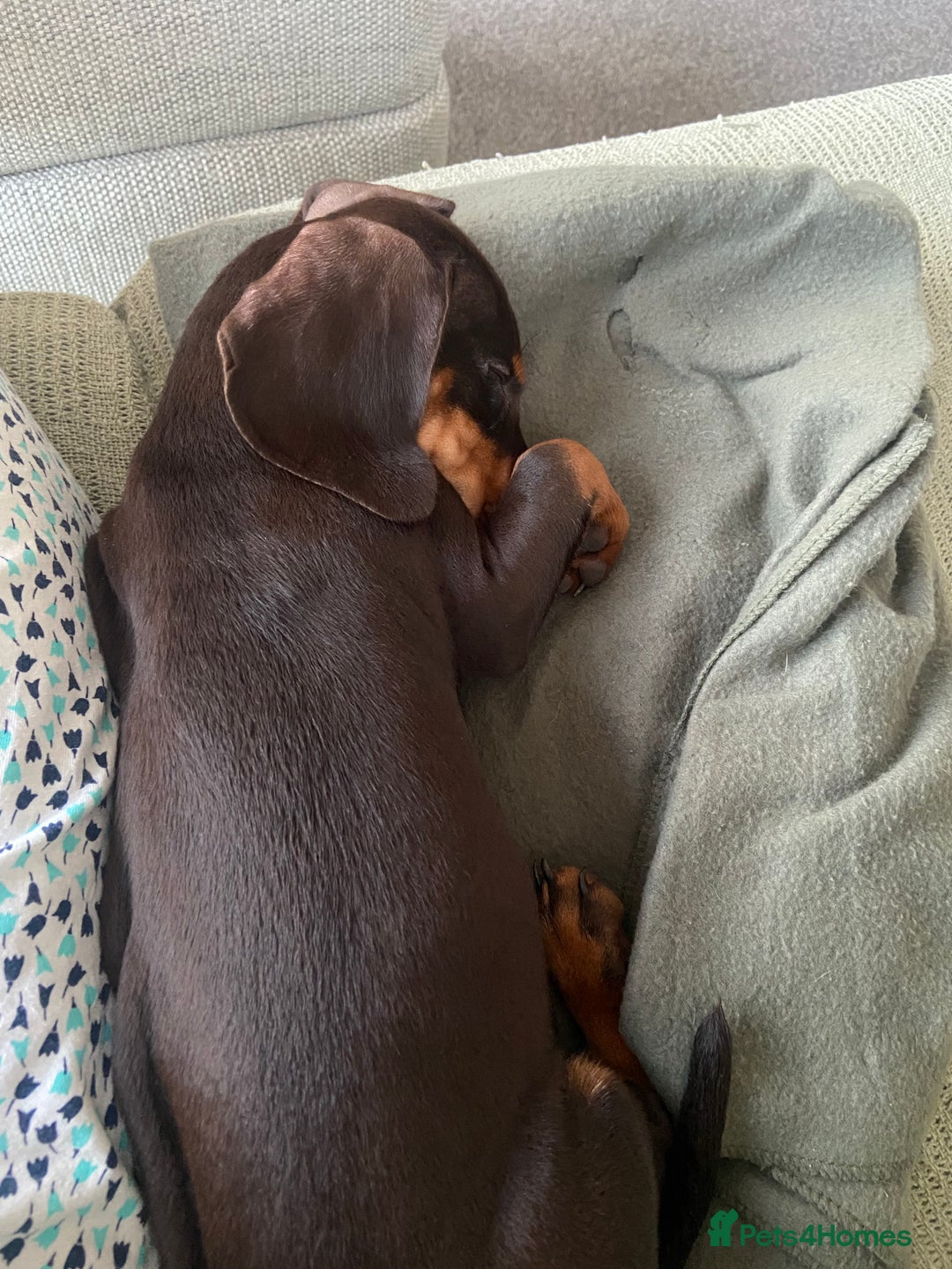 Miniature Dachshund dogs for sale: Mini daschund boy, 6 months, so lovely! - Advert 4