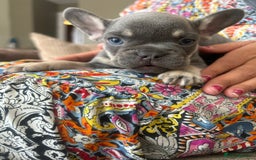 French Bulldog dogs for sale: French Bulldogs - READY NOW - Image 6