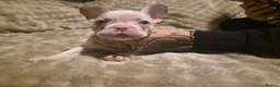 French Bulldog dogs for sale: French bulldog pups x3 Bitches - Advert 14