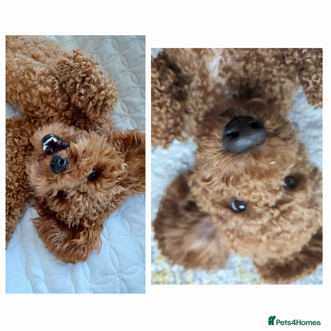 Toy Poodle dogs for stud:  stud toy poodle, KC reg and DNA tested and clear in Gloucester - Advert 20