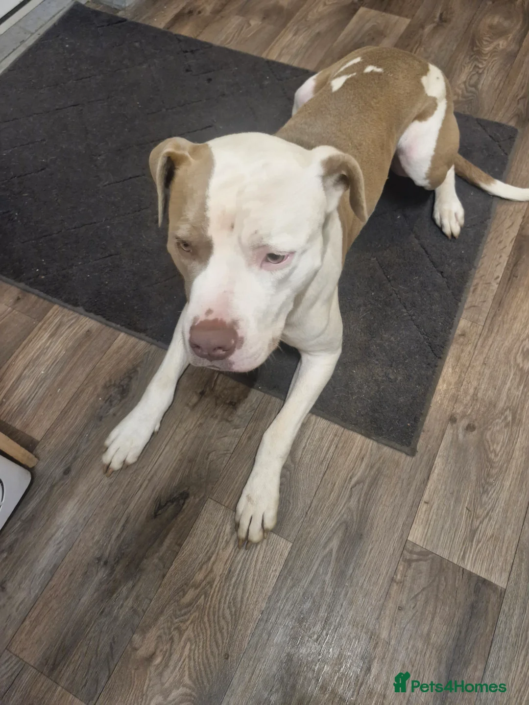 American Bulldog dogs for sale: Male American bulldog  - Advert 1