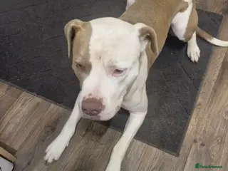 American Bulldog dogs Male American bulldog - Advert 3