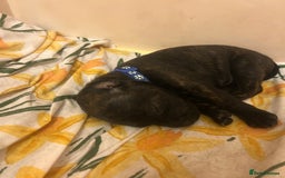 Staffordshire Bull Terrier dogs for sale: 5 staff pups  - Image 4