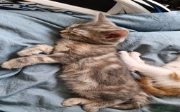 Domestic Shorthair cats for sale: Grey part tabby girl - Image 6