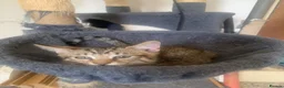Mixed Breed cats for sale: Savannah x Domestic Black Tom Cat - Advert 27