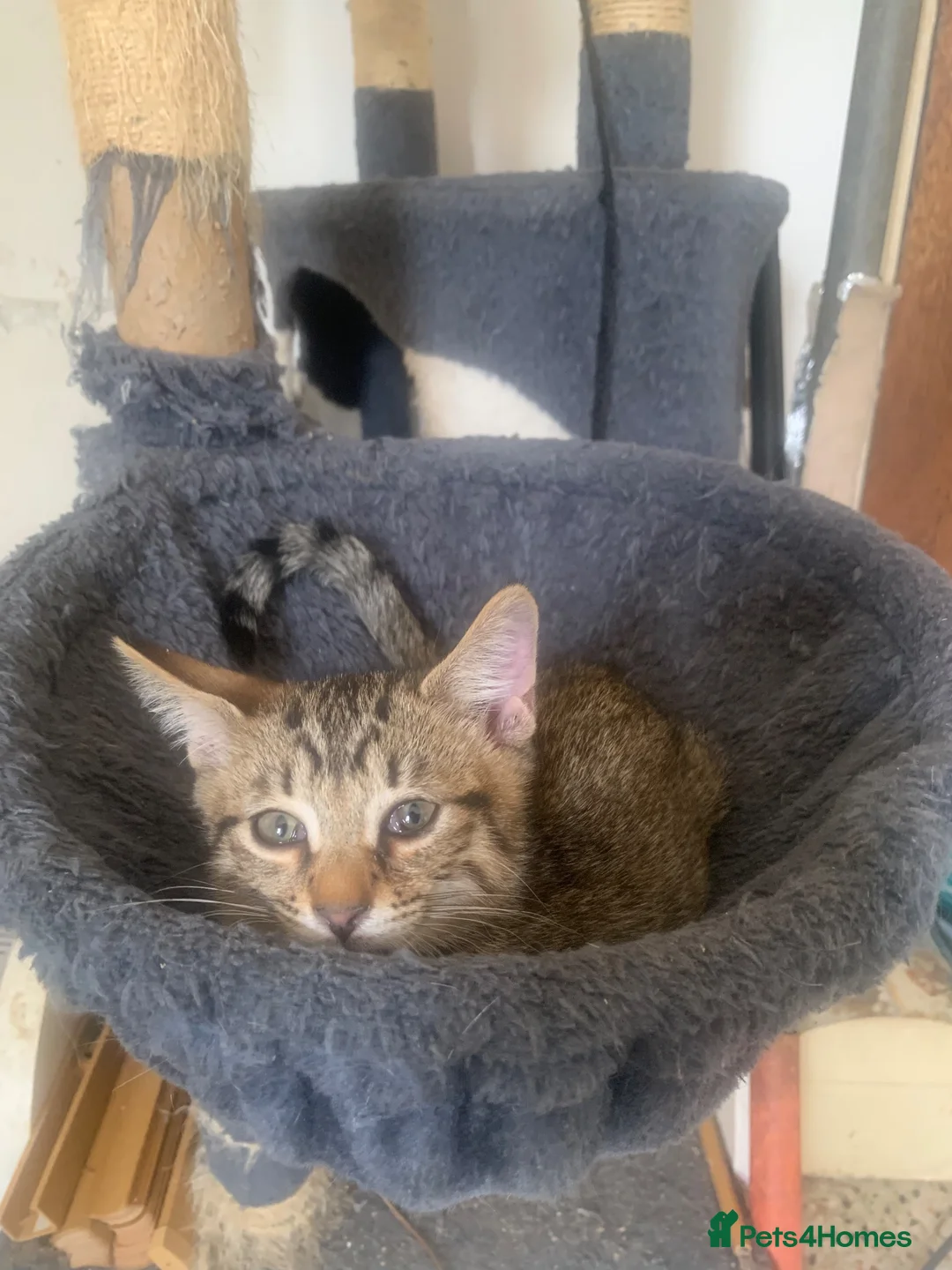 Mixed Breed cats for sale: Savannah x Domestic Black Tom Cat - Advert 27