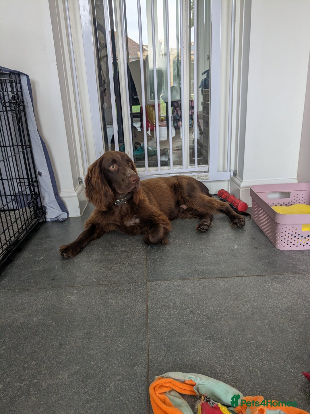 Cocker Spaniel dogs for sale: * * 6 month old male Cocker Spaniel * * - Image 1