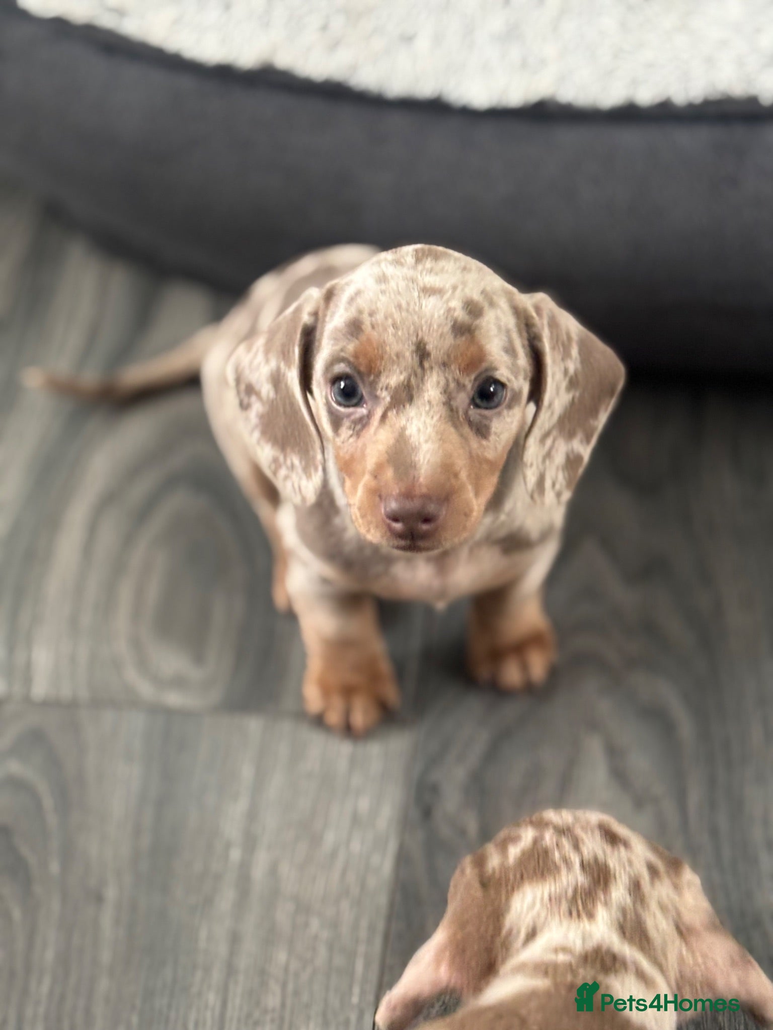 Miniature Dachshund dogs Stunning miniature dachshund puppies 4 LEFT - Advert 1