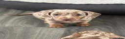 Miniature Dachshund dogs for sale: ✨2 miniature dachshund puppies READY TO LEAVE✨ - Advert 5