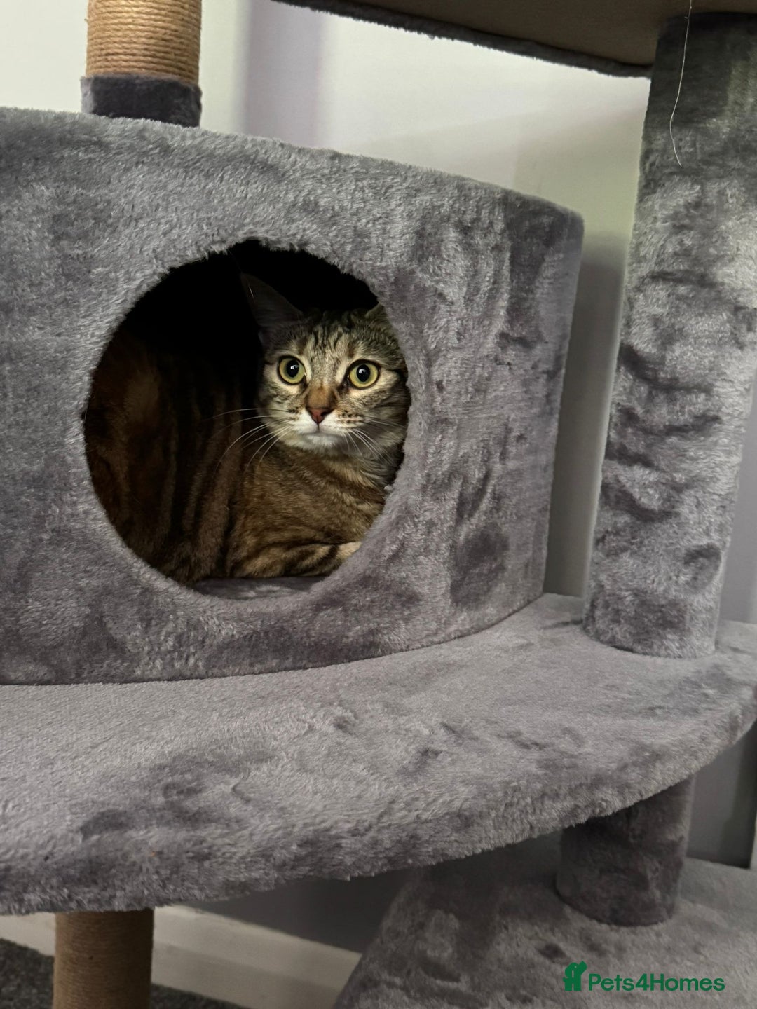 British Shorthair cats for sale: Whiskey - British Shorthair for sale - Advert 4