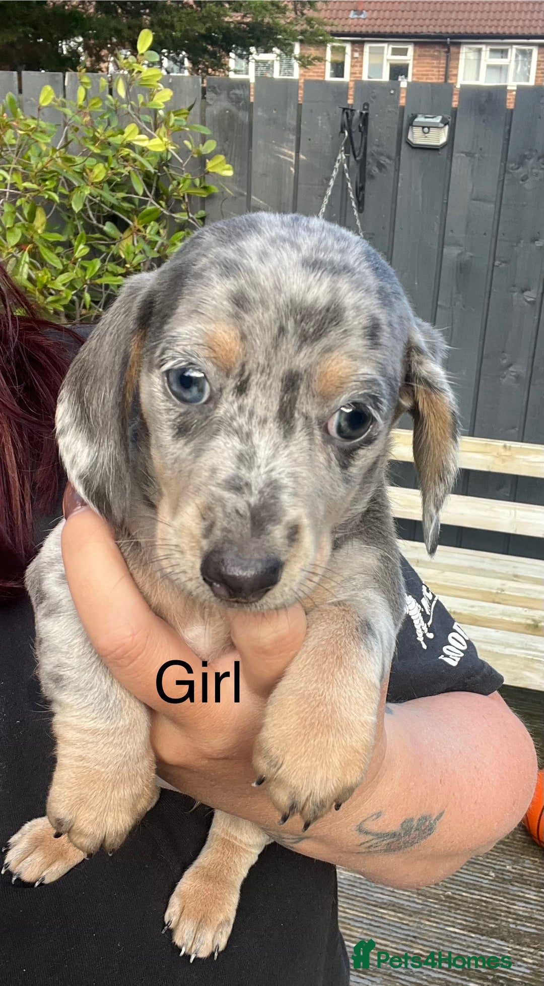 Miniature Dachshund dogs for sale: Miniature dapple dachshund  - Image 1