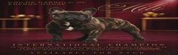 French Bulldog dogs for stud: International Champion French Bulldog at Stud - Advert 6
