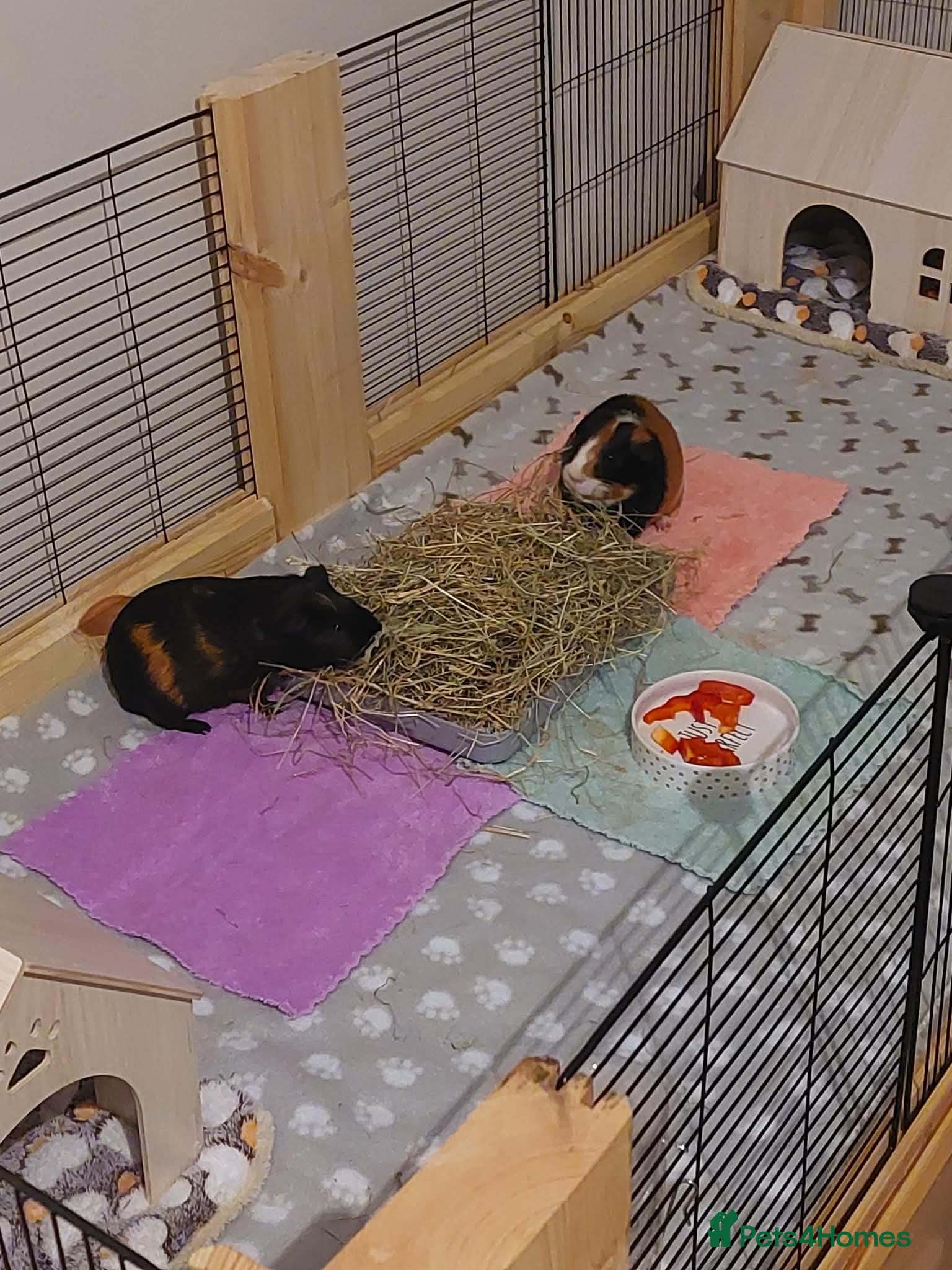 Guinea Pig rodents Adorable Guinea Pigs Looking for loving Home - Advert 1