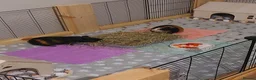 Guinea Pig rodents for sale: Adorable Guinea Pigs Looking for loving Home in Welwyn Garden City - Advert 1