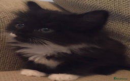 Mixed Breed cats for sale: Kittens  - Image 3
