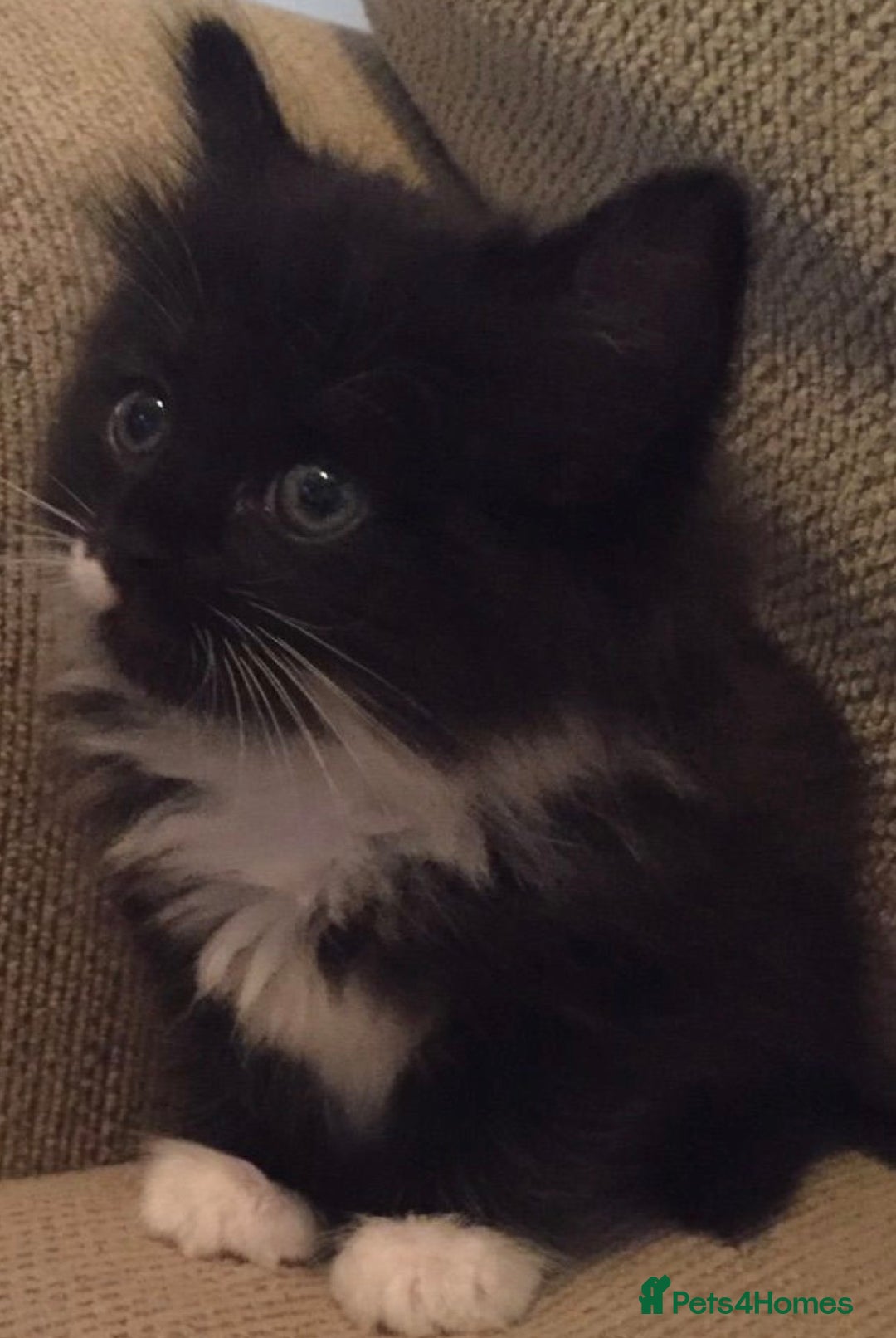 Mixed Breed cats for sale: Kittens  - Image 3