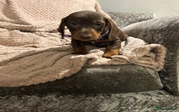 Dachshund dogs for sale: Beautiful standard dachshund litter   - Image 5