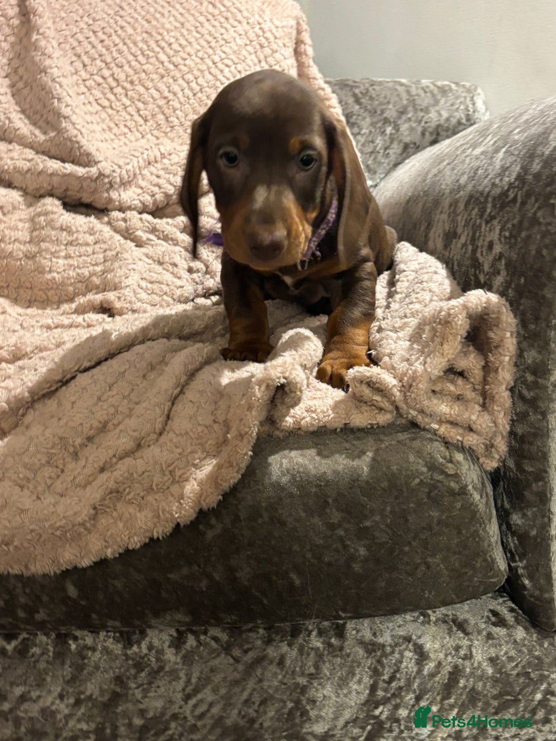 Dachshund dogs for sale: Beautiful standard dachshund litter   - Image 5