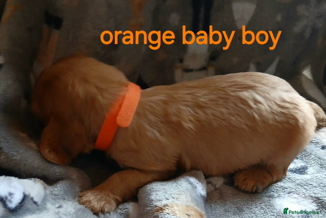 Cavalier King Charles Spaniel dogs for sale: DNA TESTED CAVALIER KING CHARLES  - Image 9