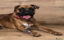 Boxer dogs for stud: Bane - Kc registered boy in Chesterfield - Image 1
