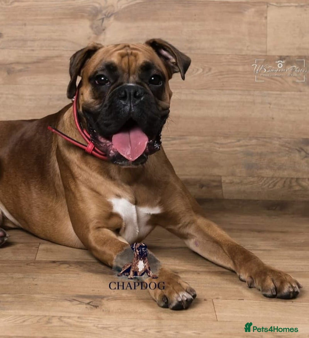 Boxer dogs for stud: Bane - Kc registered boy in Chesterfield - Image 1