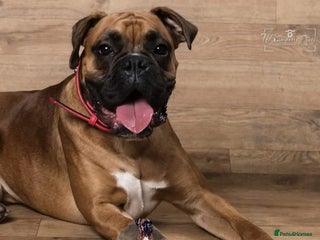 Boxer dogs in Chesterfield - Advert 3