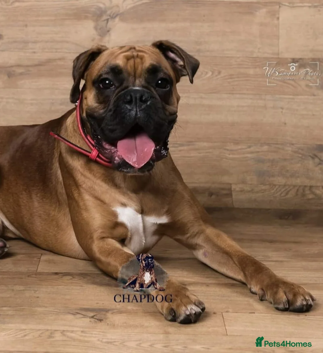 Boxer dogs for stud: Bane - Kc registered boy in Chesterfield - Advert 1