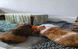 Guinea Pig rodents for sale: Loved guinea pigs need forever home 🩷 - Image 1