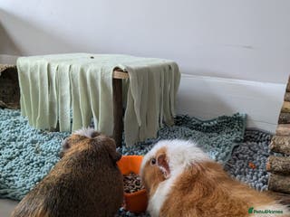 Guinea Pig rodents Loved guinea pigs need forever home 🩷 - Advert 2