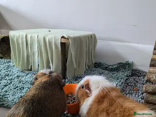 Guinea Pig rodents Still available: Loved pigs need forever home 🩷 - Advert 3