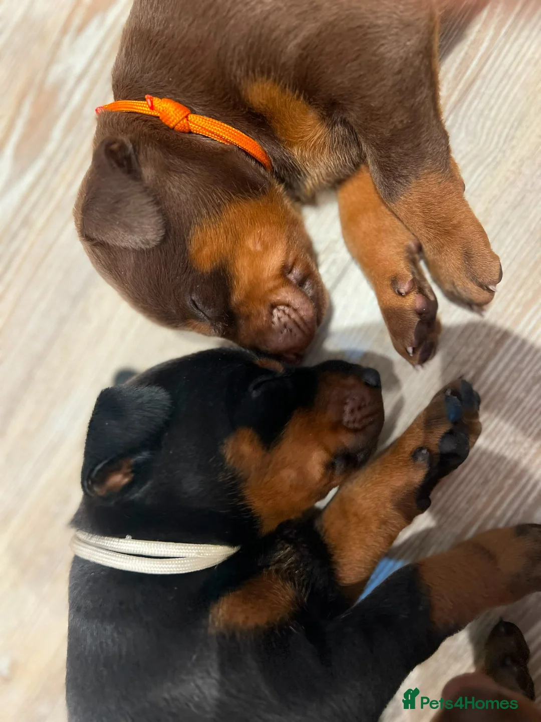 Dobermann dogs for sale: ❤️ Exceptional Family-Raised Doberman Puppies ❤️ - Advert 2
