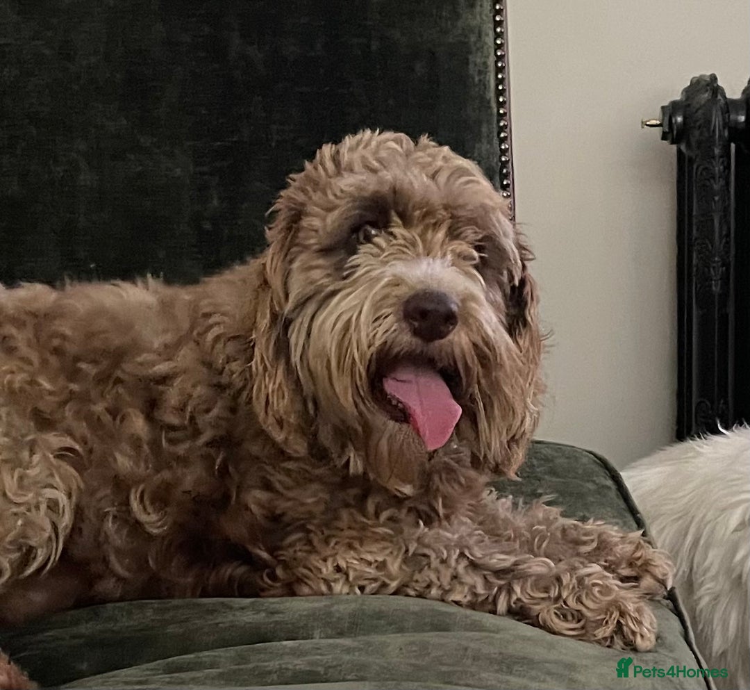 Clumber Spaniel dogs for sale: Clumber x puppies ready to leave 23/12/25 - Advert 2