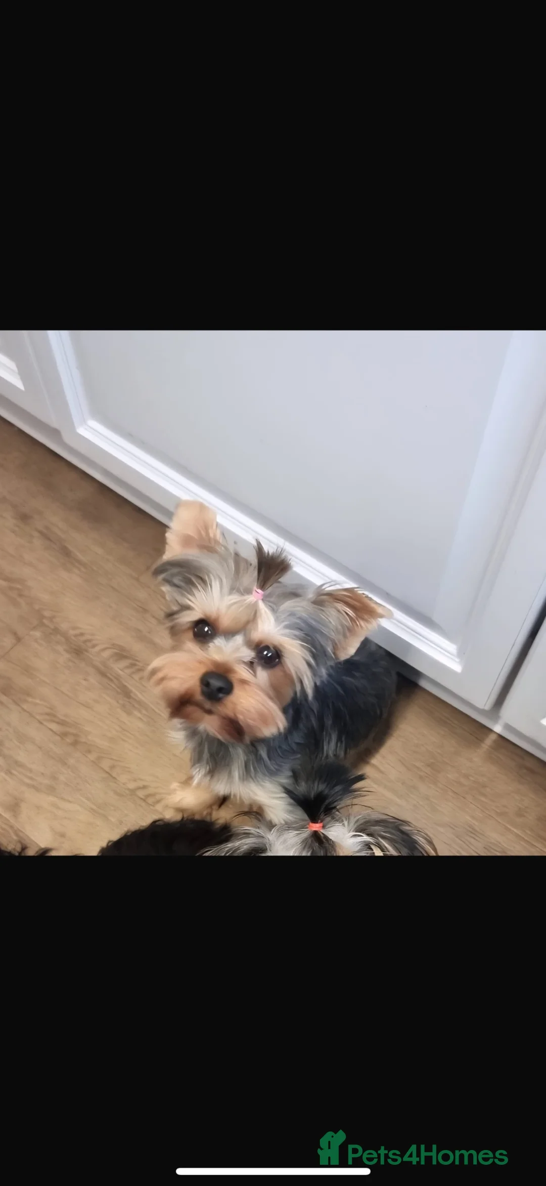 Yorkshire Terrier dogs for sale: 3 beautiful Yorkie boys for sale - Advert 33
