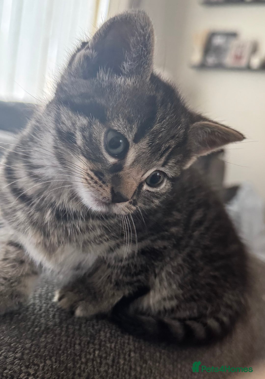 Mixed Breed cats for sale: Gorgeous Kittens ready to go in 2 weeks - Advert 13