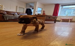 Boxer dogs for sale: FINAL PUP (PINK), READY TO GO KC reg bobtail boxer - Advert 22