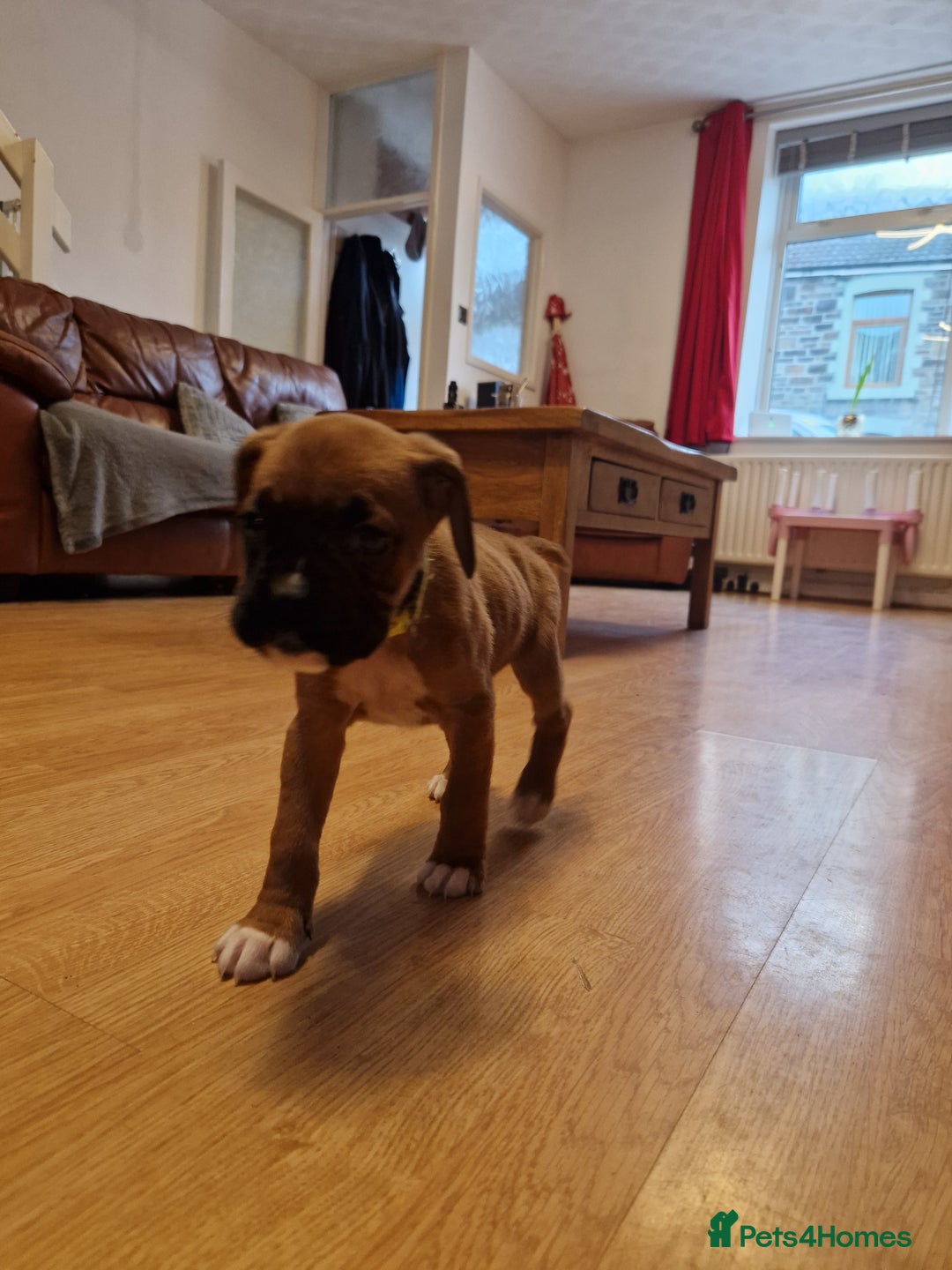 Boxer dogs for sale: FINAL PUP (PINK), READY TO GO KC reg bobtail boxer - Advert 22