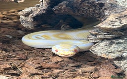 Python Snake reptiles for sale: Albino Royal python and full vivarium setup  - Advert 1