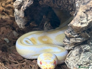 Python Snake reptiles for sale: Albino Royal python and full vivarium setup - Advert 1