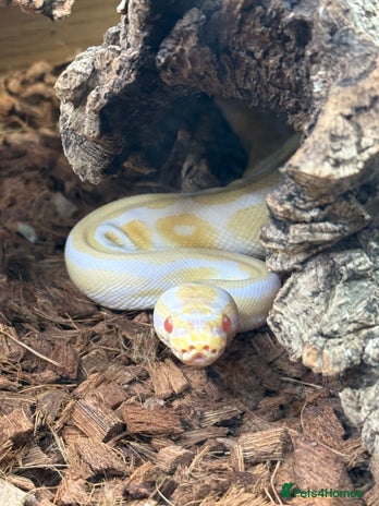 Python Snake reptiles Albino Royal python and full vivarium setup - Advert 1