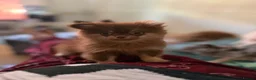 Pomchi dogs for sale: Chocolate Tan Fluffy boy !  - Advert 8