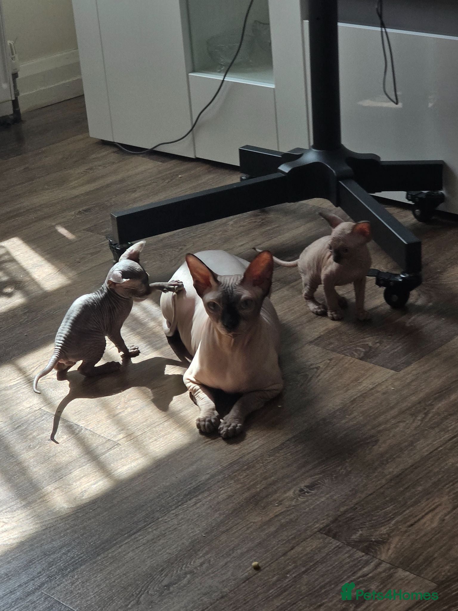 Sphynx cats 3 Stunning TICA Registered Sphynx Boys - Advert 8