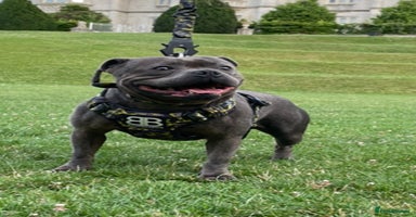 Staffordshire Bull Terrier dogs 🥇 EXODUSBULLS GRAND CHAMPION YOSHI PUPS🏆 - Advert 11